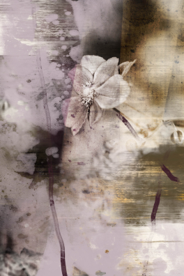 Japan-Anemone 04 2