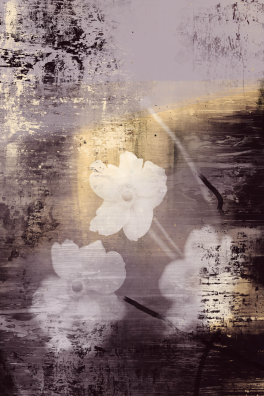 Japan-Anemone 17